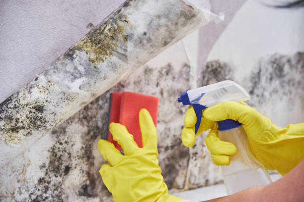 Best Air Quality Testing for Mold Spores  in USA